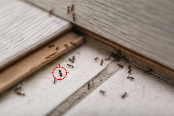 Best Local Pest Control Services  in Port Reading, NJ