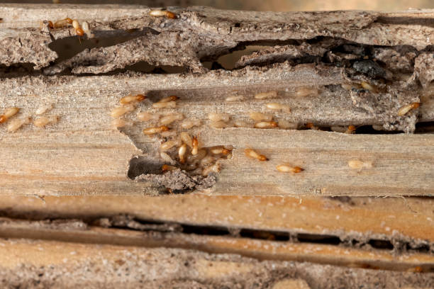 Best Pest Removal Services  in Port Reading, NJ
